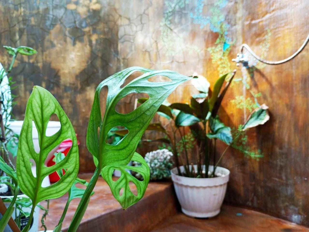 Uncle Hippie'S Dream Hostel กิลิเมโน ภายนอก รูปภาพ