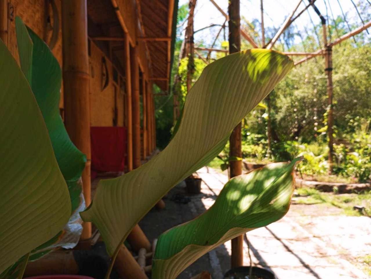 Uncle Hippie'S Dream Hostel กิลิเมโน ภายนอก รูปภาพ